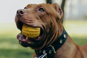 Cuáles son los diferentes tipos de pitbull que existen