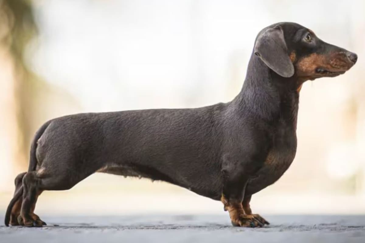 Cuáles son los mejores 100 nombres para los perros salchichas machos