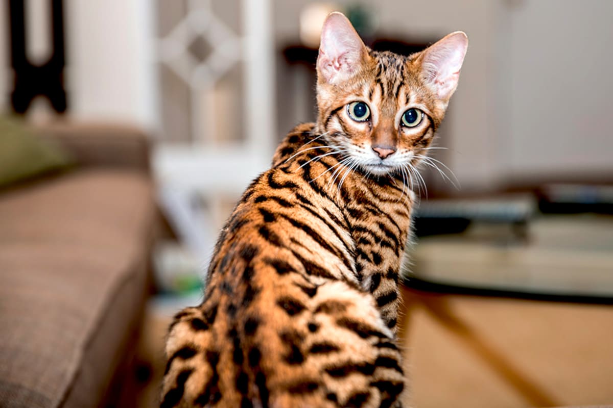 Cuáles son los mejores nombres cortos para un gato