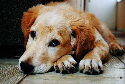 Cuáles son los mejores refugios para los animales cuando tienen frío
