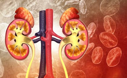 Cuáles son los síntomas para detectar problemas en los riñones (Foto: istock)