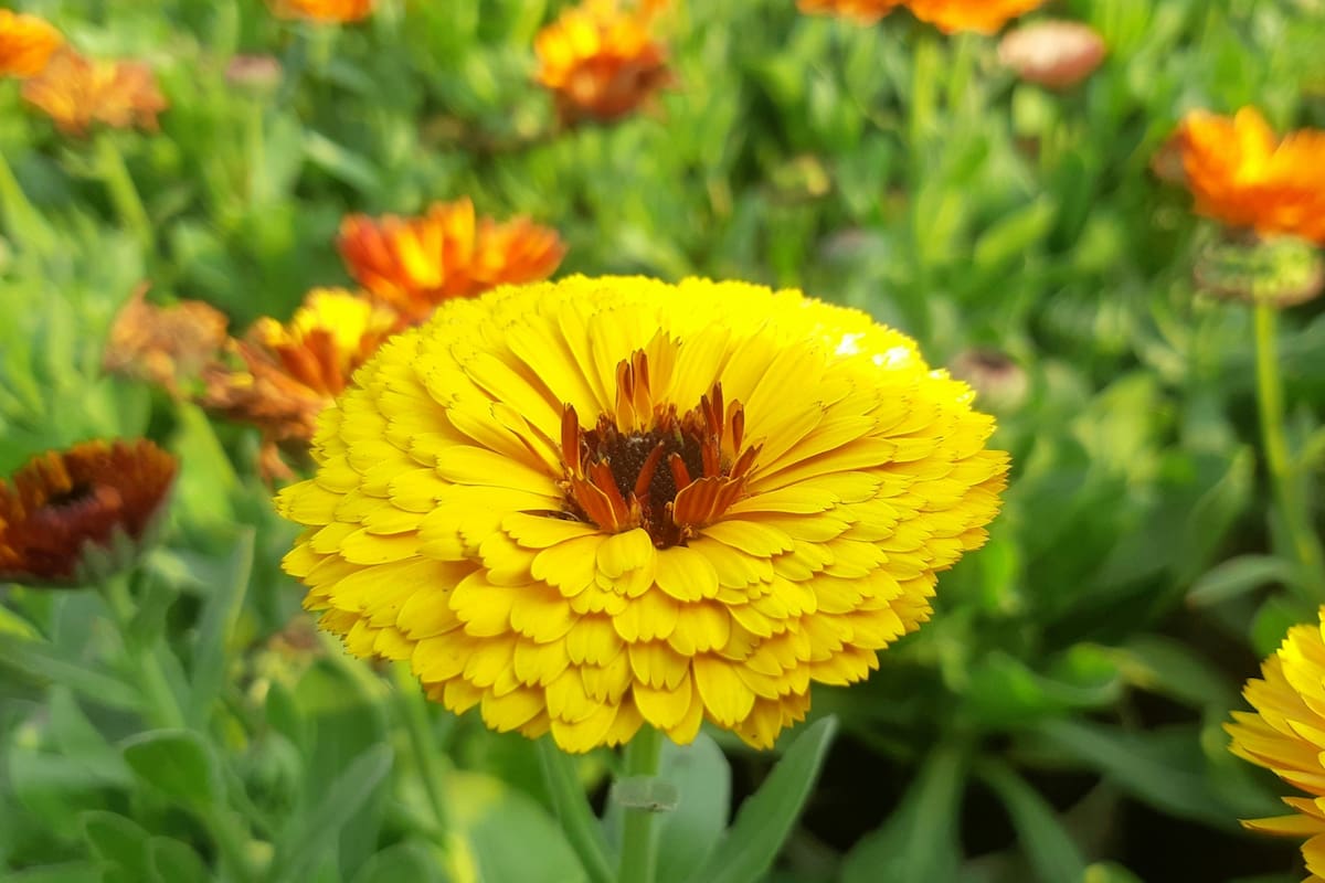 Cuáles son los trucos caseros para que crezcan todas las plantas del jardín
