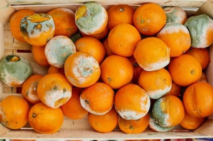 Cualquier cítrico en descomposición puede servir como repelente natural de las hormigas