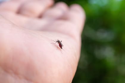Cualquier depósito de agua que permanezca al menos una semana puede convertirse en criadero de mosquitos