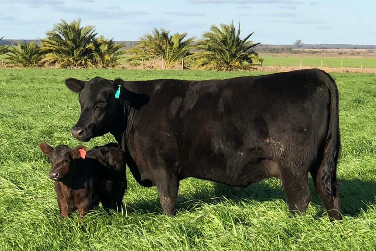 Cualquier mejora que se logre en la selección objetiva de diferentes características que afecten la producción de carne deberá considerar un beneficio adicional hacia el bienestar animal