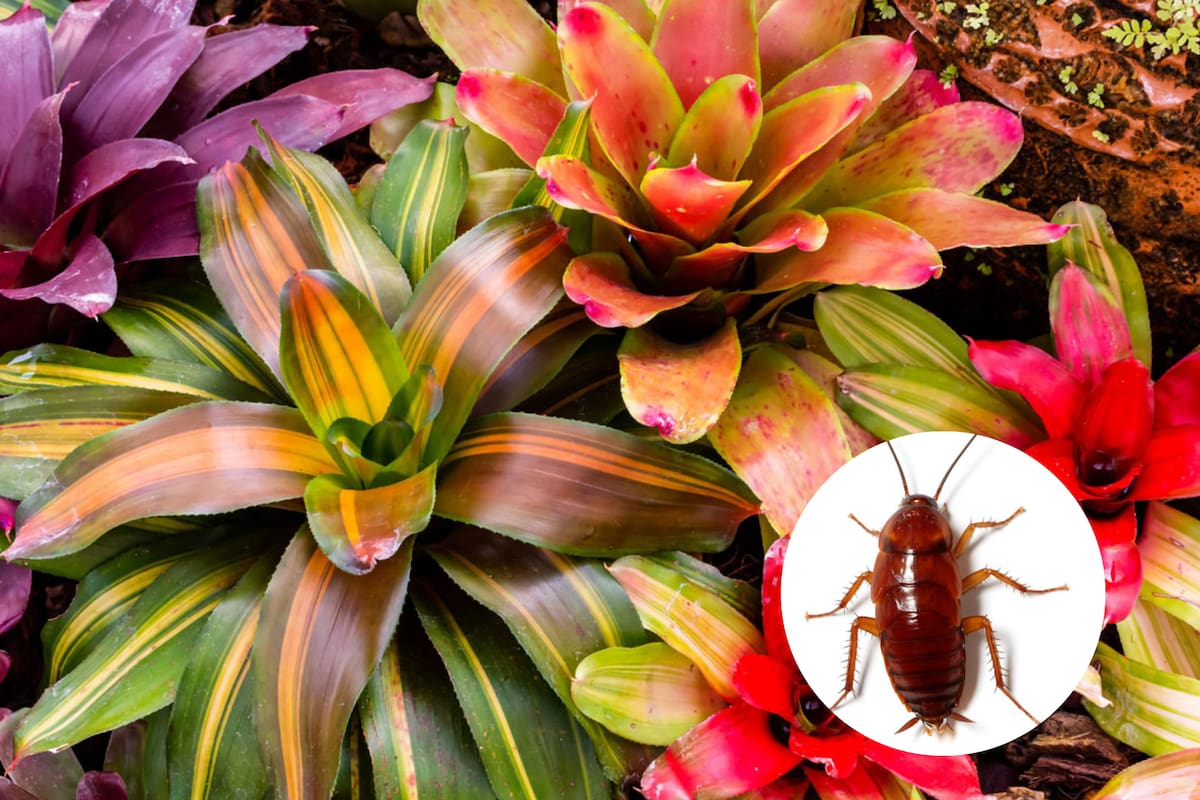 Cualquier vegetal que acumule agua estancada, ya sea en sus hojas o en la maceta, puede actuar como un foco de atracción de estos insectos