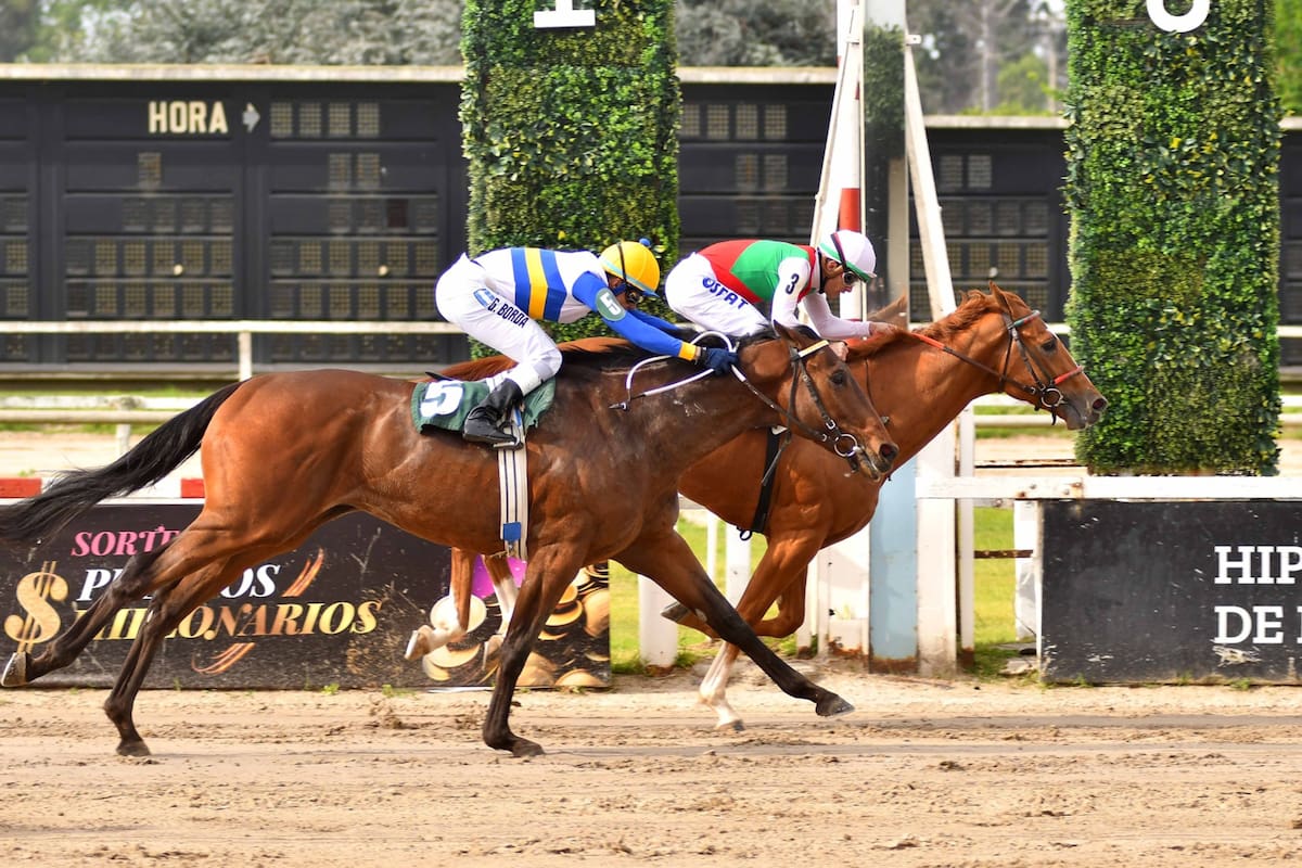 Cuan Chef viene de derrotar por el pescuezo a Baranello en el Clásico Eduardo Casey (G2), el preparatorio para el Nacional; cinco de los seis primeros allí vuelven a encontrarse en Palermo.