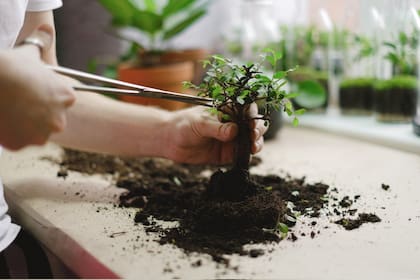 ¿Cuándo abonar una planta? Cuando están recién trasplantadas a una nueva maceta, no hay una fórmula específica, sino que usted debe revisarla seguido (Foto Pexels)