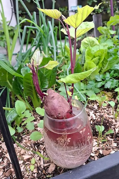 Cuando aparecen los primeros brotes, la batata cambia de destino y puede pasar de la cocina a la huerta