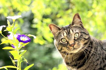 Cuándo comienza la primavera