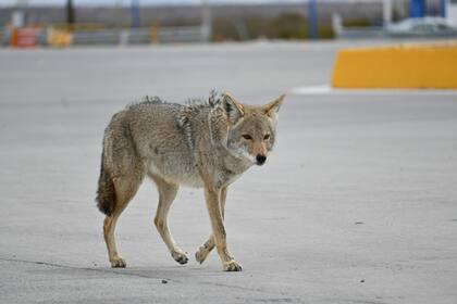 Cuando cumplen un año de edad, los coyotes pueden emigrar de su tierra natal para evitar competir con otros machos por el territorio (Pexels/David Torres)