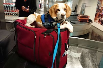 Cuando detecta "algo raro" en el equipaje, el beagle se acuesta o sienta