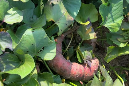 Cuando el follaje decae, se quita y se buscan las raíces reservantes engrosadas, que serán las batatas listas para consumir