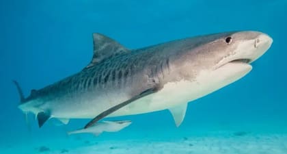Cuando el huracán impactó, los tiburones tigre permanecieron en las aguas poco profundas cerca de la orilla