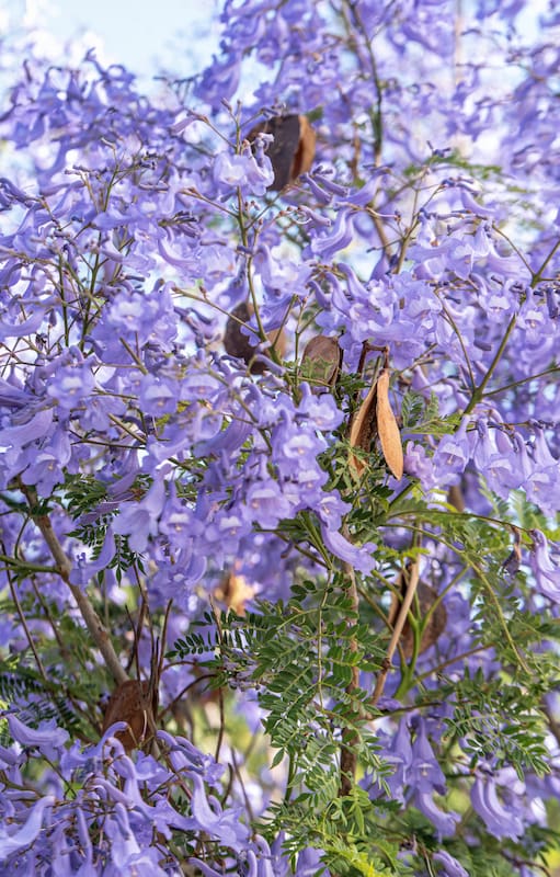 Cuando el resto del jardín todavía está en pausa, estos árboles ya empiezan a anunciar que la primavera está cerca
