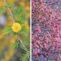 Seis árboles que protagonizan la primavera antes que todos los demás