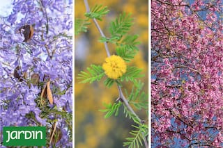 Seis árboles que protagonizan la primavera antes que todos los demás