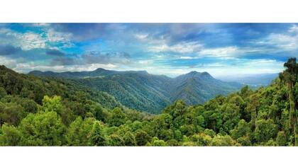 Cuando el supercontinente de Gondwana se rompió, los fragmentos se dispersaron por todo el mundo. Muchas de sus plantas antiguas todavía viven en el bosque de Dorrigo australiano.