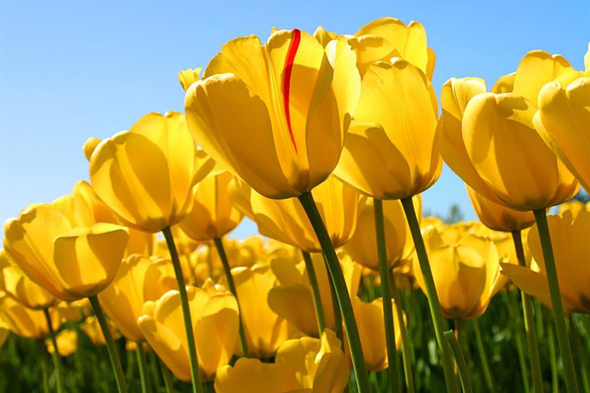 ¿Cuándo empieza la primavera en 2018?