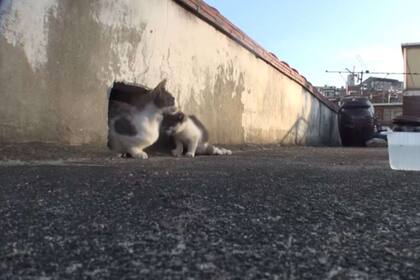 Cuando encontraron el escondite de la gata, supieron también que ella vovía con un cachorro que tenía problemas para caminar