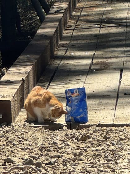 “Cuando escuchó el ruido del envase, corrió y metió la cabeza en la bolsa de comida...".