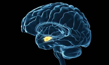 Cuando experimentamos distrés se activa la amígdala en el cerebro
