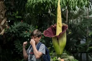 Cuando florece, el Aro Gigante expele un horroroso olor que busca simular el hedor de un animal en descomposición