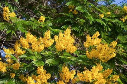 Cuando florece, el Ibirá pitá transforma su copa en una cascada de flores amarillas, una de las imágenes más llamativas de los árboles nativos argentinos
