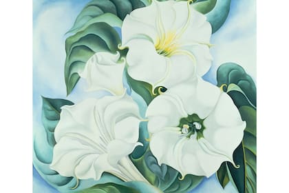 Cuando Georgia O’Keeffe pintó Estramonio, lo hizo fascinada por su belleza, pero desconocía la malicia de la planta que crecía salvaje en su granja de Nuevo México