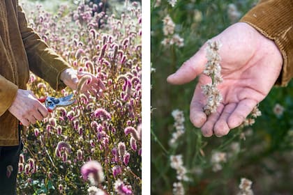 Cuando hacemos la poda o limpieza de los canteros, es aconsejable recuperar y aprovechar las cabezas secas de plantas como el Sedum 'Autumn Joy'.