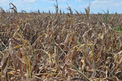 Cuando la bacteria infecta al cultivo puede provocar síntomas graves como entrenudos acortados, proliferación de espigas infértiles, acortamiento del período de llenado de granos y muerte prematura de las plantas