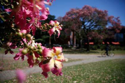 Cuando la ciudad se empieza a vestir de marrón por el otoño, los palo borrachos florecen
