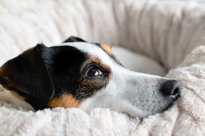Cuando la muerte se aproxima, el cuerpo del perro comienza a dar señales