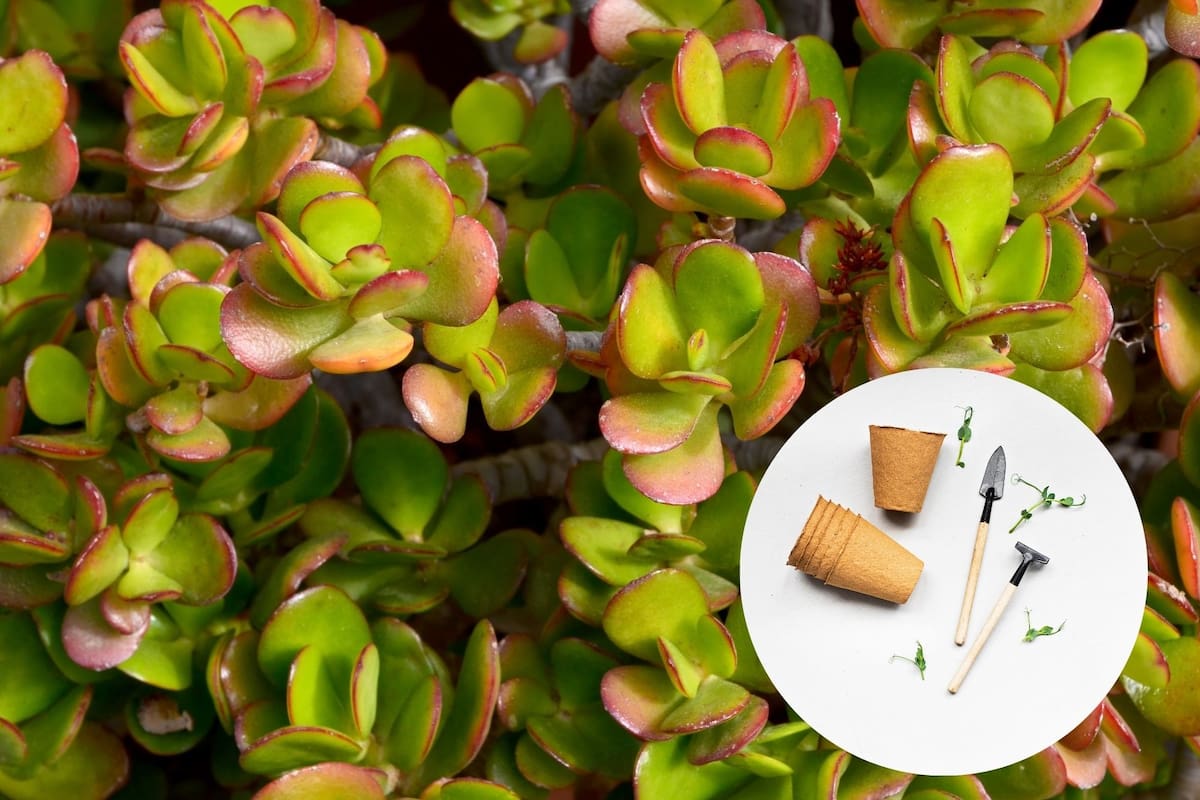 Cuando la planta desarrolla una línea rojiza en la parte exterior de sus hojas, significa que las condiciones de luz, humedad y temperatura son óptimas