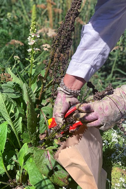 Cuando la planta ya semilló, realizamos la recolección de semillas. Ideal guardarlas en sobres de papel, para luego hacer almácigos. Los más recomendables del cantero son los verbascums, campuloclinium y eryngium.