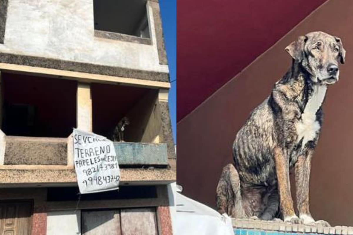 Cuando Laika fue rescatada, un veterinario constató su grave estado de salud: anemia, desnutrición severa y erliquiosis canina
