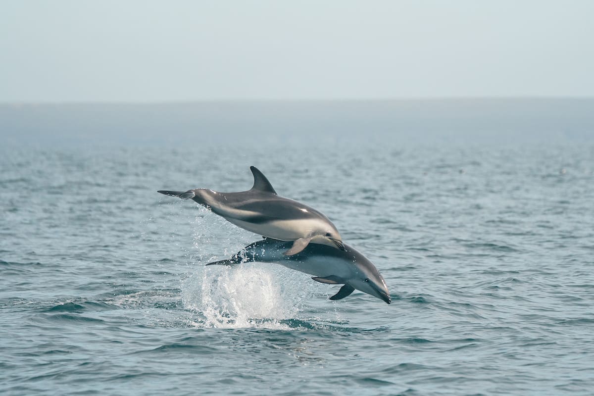 Cuando las ballenas se van, se ofrecen salidas embarcadas para ver los saltos de estos mamíferos marinos