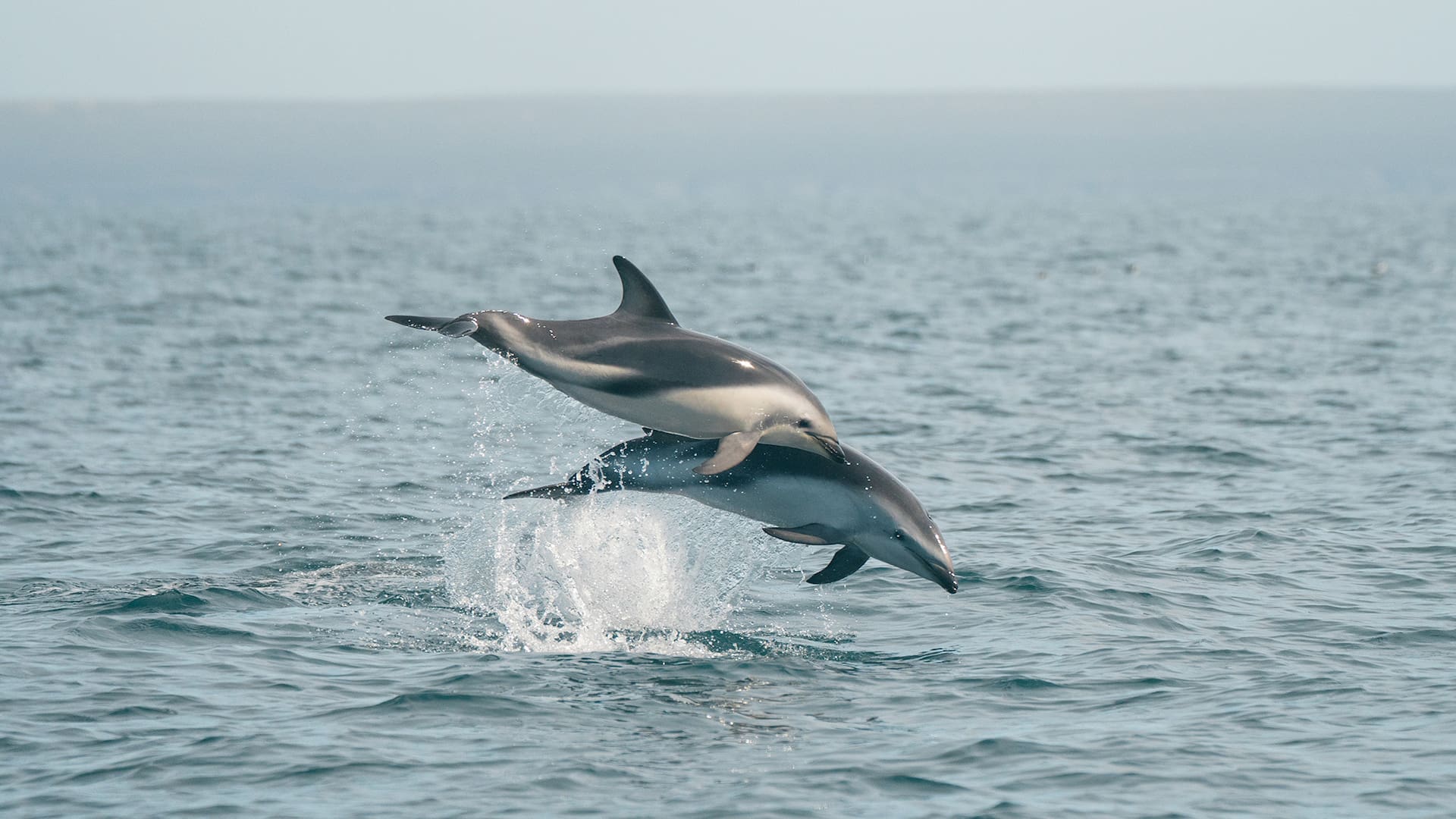 Cuando las ballenas se van, se ofrecen salidas embarcadas para ver los saltos de estos mamíferos marinos