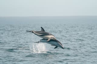 La playa argentina donde se pueden ver delfines en esta época del año
