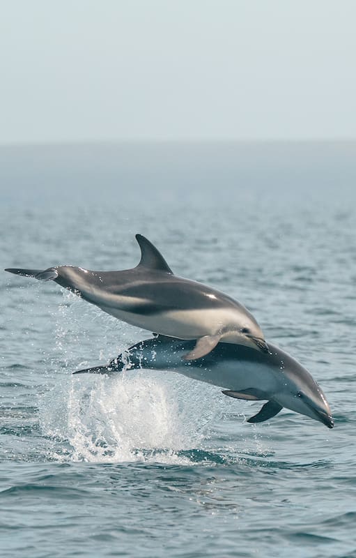 Cuando las ballenas se van, se ofrecen salidas embarcadas para ver los saltos de estos mamíferos marinos