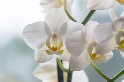Cuando las Phalaenopsis llegaron al Reino Unido en 1846, se convirtieron en un símbolo de estatus por su costoso desarrollo y cuidado