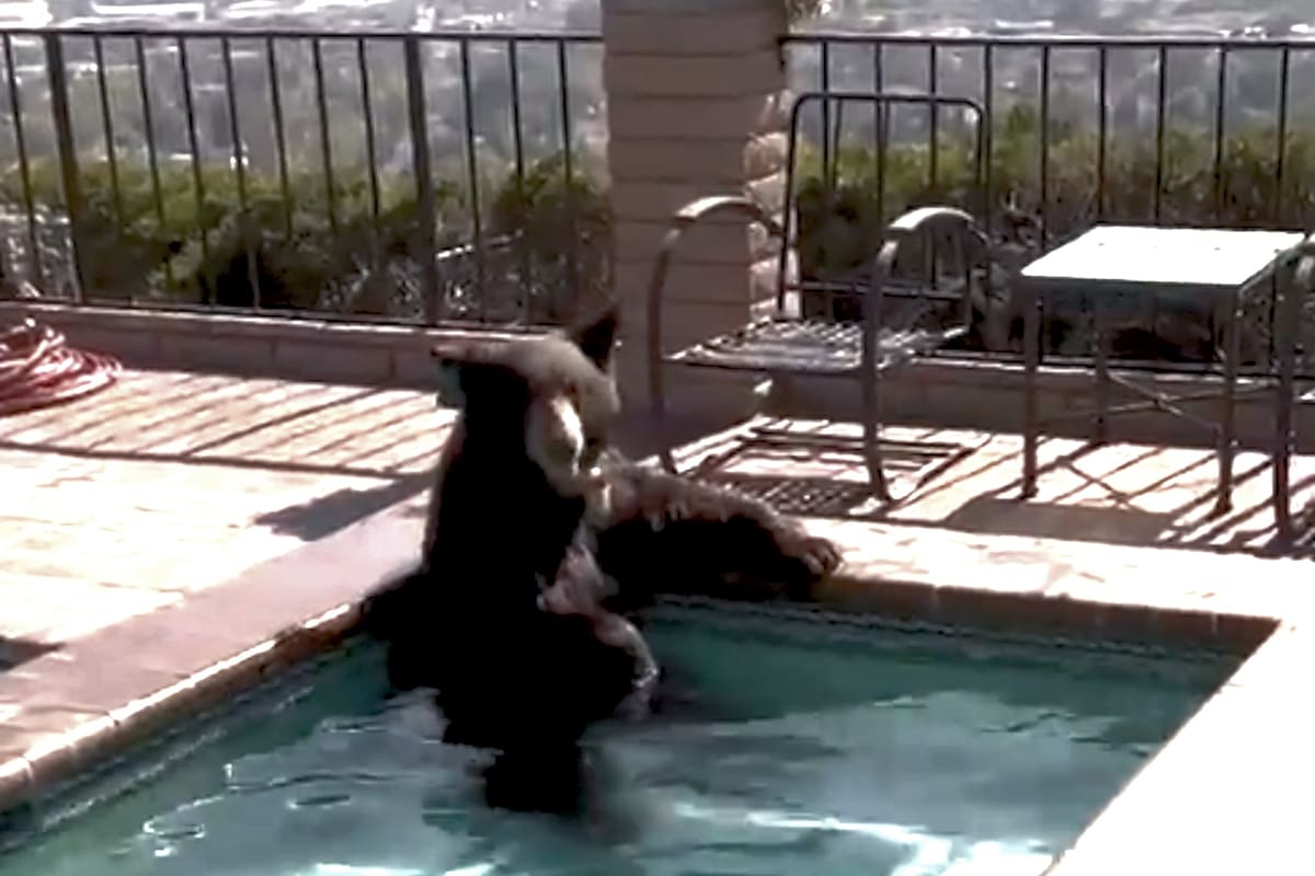 Cuando los agentes de policía llegaron al lugar, el enorme animal aún disfrutaba de las instalaciones de la residencia familiar