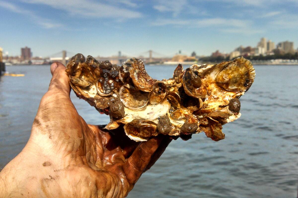 Cuando los colonos llegaron por primera vez a Nueva York, el agua del puerto estaba limpia y repleta de vida marina. ¿Podría volver a ser así?
