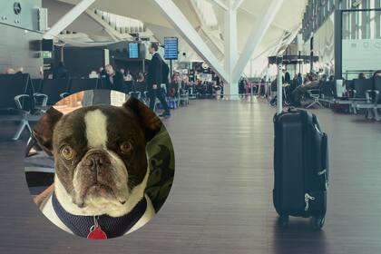 Cuando los empleados de la aerolínea le impidieron abordar el avión con su mascota, su dueña, una mujer de Pensilvania, EE.UU., decidió abandonarlo en la terminal