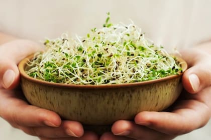 ¿Cuándo no se recomienda consumir alfalfa?