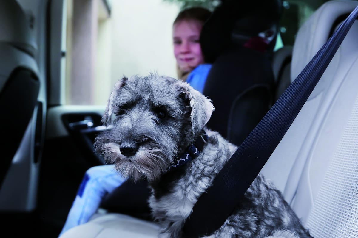 Cuando nuestro perro es uno más alvolante Qué dicen las normas sobre el traslado de estas mascotas; cómo se los debe resguardar a bordo; cuáles son las dificultades que puede sufrir el animal; los beneficios de adiestrarlo; consejos y precios. La familia y a la mascota