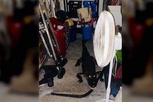 Cuando regresaba de dar un paseo familiar, Torrie Heathcoat encontró un ejemplar de caimán dentro de su casa y publicó la imagen en redes sociales