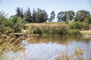 Cuando se buscan plantas ornamentales para cerca del agua, que incluso llegan a inundarse, conviene recurrir a especies adaptadas a estas condiciones críticas.