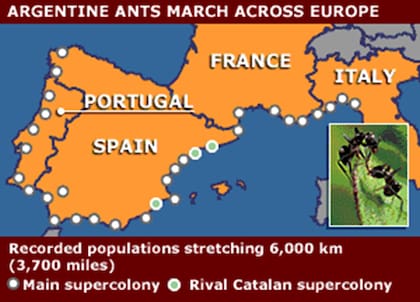 Cuando se descubrió, se crearon muchas infografías para mostrar la longitud de la mayor colonia continua de hormigas registrada en el mundo