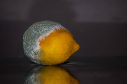 Cuando se identifican signos de descomposición, lo más seguro es desechar los alimentos sin intentar probarlos ni cocinarlos